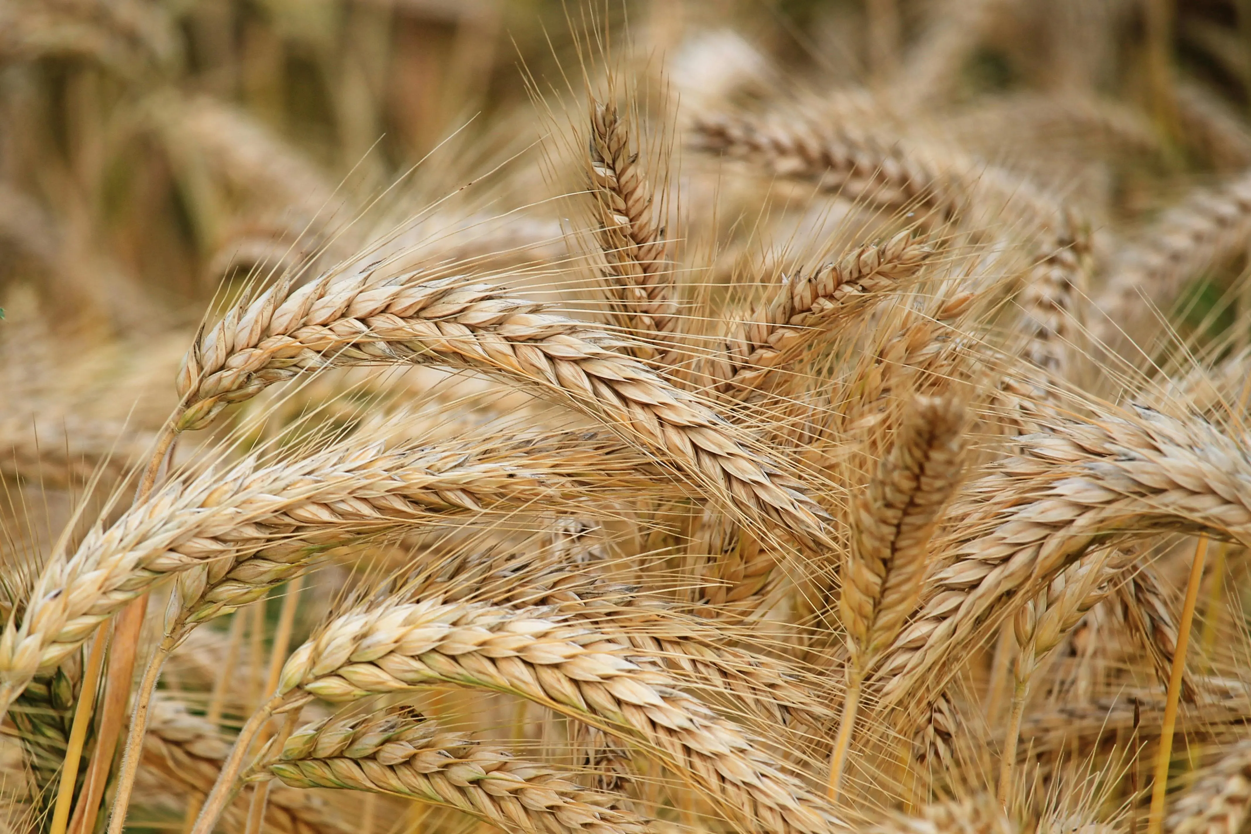 Wheat crop ready for harvest